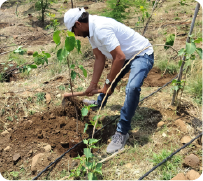 Volunteer preparing soil and planting sapling during Miyawaki plantation drive 